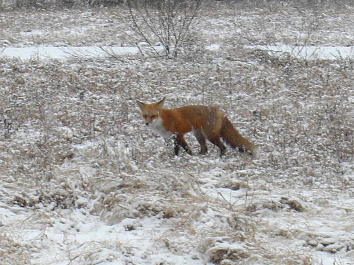 Christmas Fox 2007 009.JPG